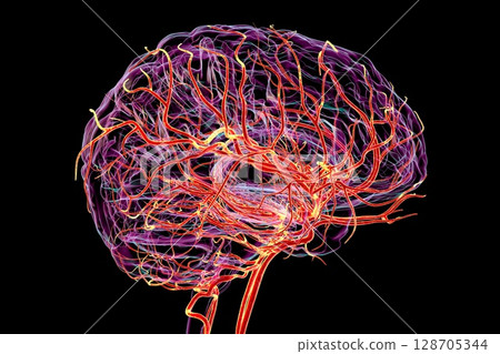 Brain arteries, 3D illustration Brain arteries, 3D illustration 128705344