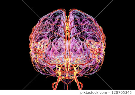 Brain arteries, 3D illustration Brain arteries, 3D illustration 128705345