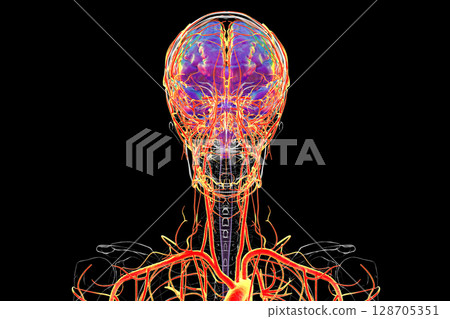 Brain arteries, 3D illustration 128705351