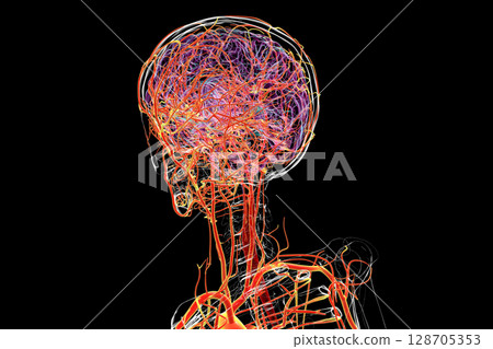 Brain arteries, 3D illustration 128705353