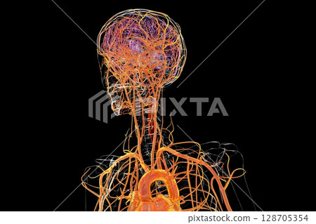 Brain arteries, 3D illustration 128705354