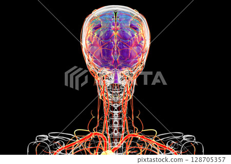 Brain arteries, 3D illustration Brain arteries, 3D illustration 128705357