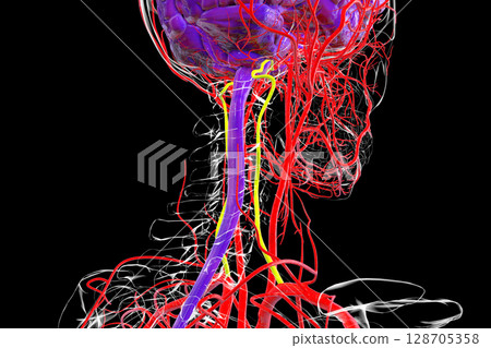 Vertebral arteries, 3D illustration 128705358