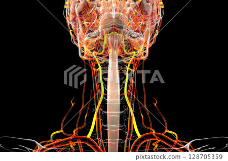 Vertebral arteries, 3D illustration 128705359