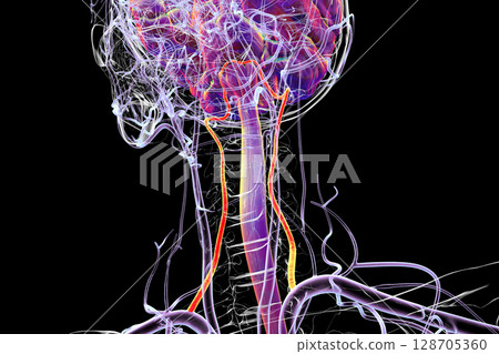 Vertebral arteries, 3D illustration 128705360