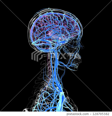 Brain veins, 3D illustration 128705382