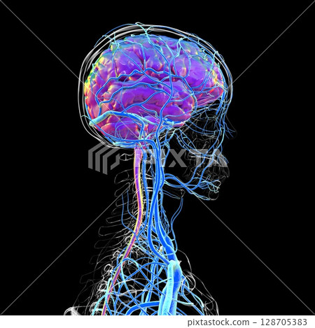 Brain veins, 3D illustration Brain veins, 3D illustration 128705383
