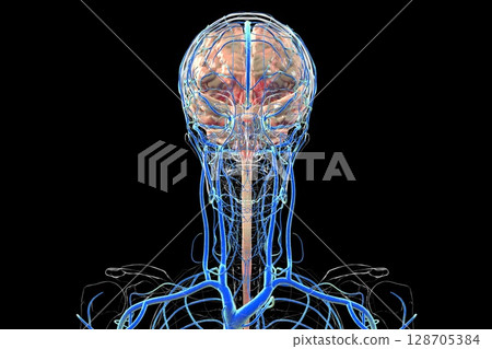 Brain veins, 3D illustration 128705384