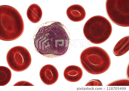 Lymphoblast, an immature white blood cell 128705499
