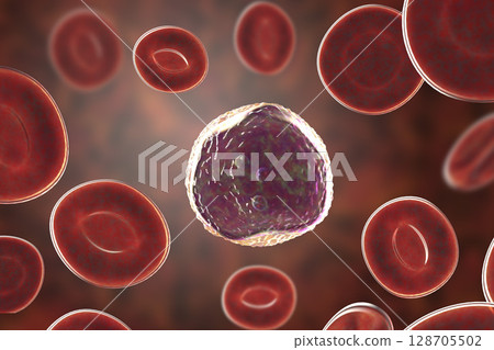 Lymphoblast, an immature white blood cell 128705502