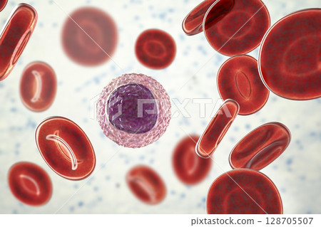 Lymphocyte surrounded by red blood cells 128705507