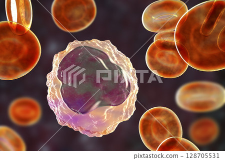 Monocyte surrounded by red blood cells 128705531