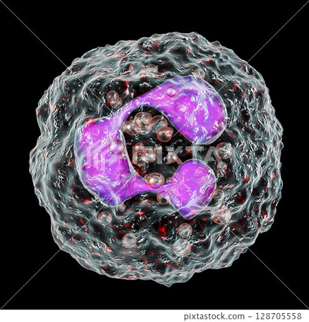 Neutrophil, a white blood cell 128705558
