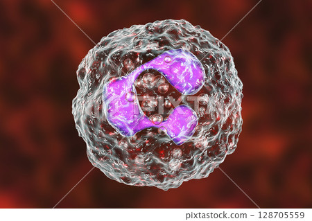 Neutrophil, a white blood cell Neutrophil, a white blood cell 128705559