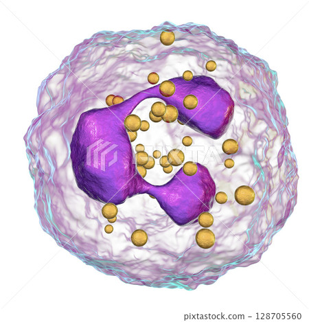 Neutrophil, a white blood cell Neutrophil, a white blood cell 128705560