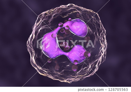 Neutrophil, a white blood cell 128705563