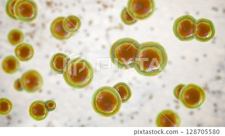 Blastomyces dermatitidis fungi 128705580