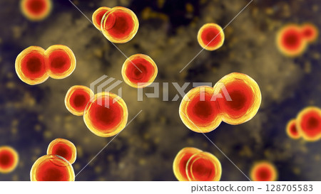 Blastomyces dermatitidis fungi 128705583