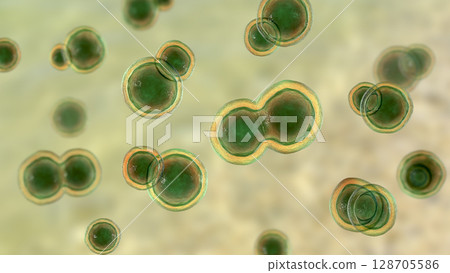 Blastomyces dermatitidis fungi 128705586
