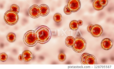 Blastomyces dermatitidis fungi Blastomyces dermatitidis fungi 128705587