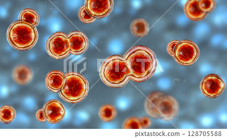Blastomyces dermatitidis fungi 128705588