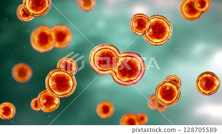 Blastomyces dermatitidis fungi 128705589