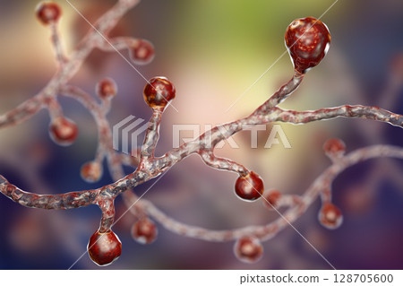 Blastomyces dermatitidis fungi Blastomyces dermatitidis fungi 128705600