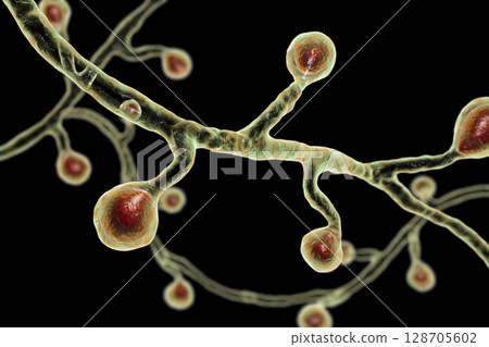 Blastomyces dermatitidis fungi Blastomyces dermatitidis fungi 128705602