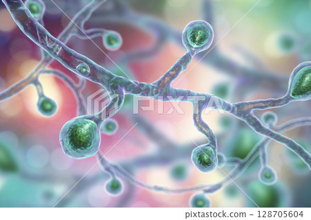 Blastomyces dermatitidis fungi Blastomyces dermatitidis fungi 128705604