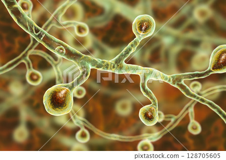 Blastomyces dermatitidis fungi 128705605