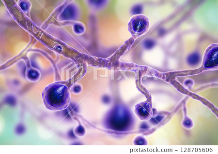 Blastomyces dermatitidis fungi 128705606