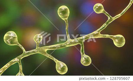 Blastomyces dermatitidis fungi 128705607