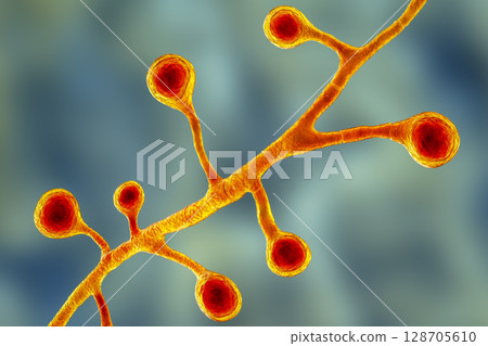 Blastomyces dermatitidis fungi 128705610
