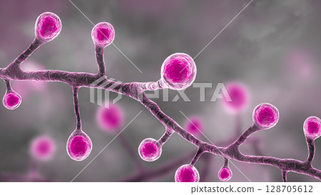 Blastomyces dermatitidis fungi 128705612