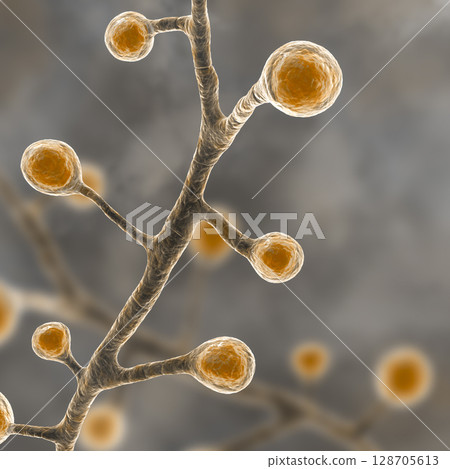Blastomyces dermatitidis fungi 128705613