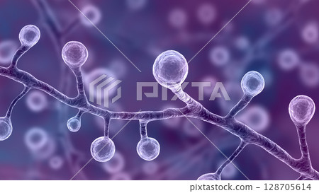 Blastomyces dermatitidis fungi 128705614