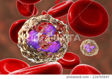 Neutrophil in blood, a white blood cell 128705647