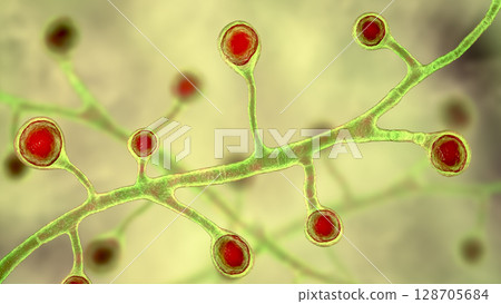 Blastomyces dermatitidis fungi Blastomyces dermatitidis fungi 128705684