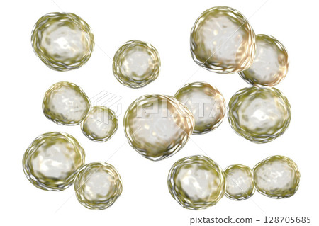 Blastomyces dermatitidis fungi, the causative agent of the disease blastomycosis Blastomyces dermatitidis fungi, the causative agent of the disease blastomycosis 128705685