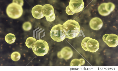 Blastomyces dermatitidis fungi, yeast form Blastomyces dermatitidis fungi, yeast form 128705694