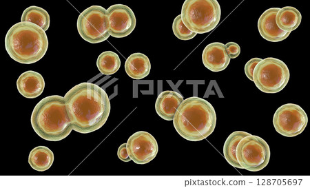 Blastomyces dermatitidis fungi Blastomyces dermatitidis fungi 128705697