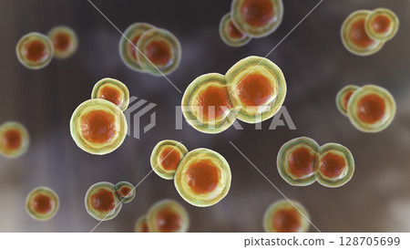 Blastomyces dermatitidis fungi Blastomyces dermatitidis fungi 128705699