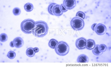 Blastomyces dermatitidis fungi 128705701