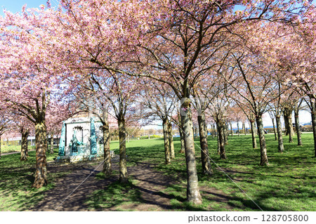 Cherry Blossom in Langelinie park on a beautiful spring day. Sakura festival in Copenhagen Cherry Blossom in Langelinie park on a beautiful spring day. Sakura festival in Copenhagen 128705800