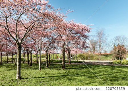 Cherry Blossom in Langelinie park on a beautiful spring day. Sakura festival in Copenhagen 128705859