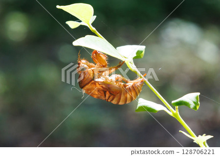 molted cicada shell 128706221
