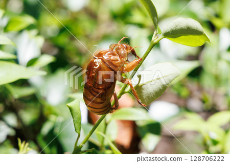 蛻下的蟬殼 128706222