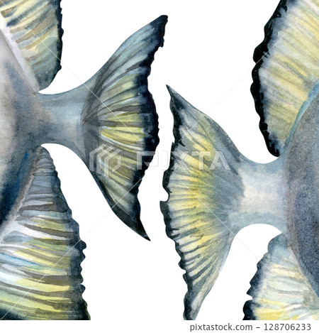 Close-up of a tropical fish tails with black and white stripes. Realistic watercolor illustration in soft, cool blue-gray tones for marine-themed designs, educational materials, aquarium branding. 128706233