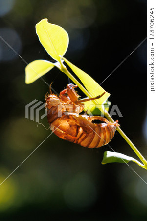 molted cicada shell 128706245