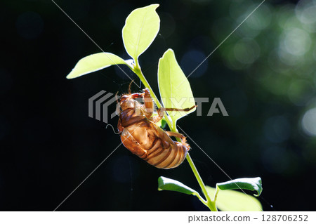 molted cicada shell 128706252